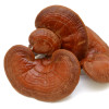 Strong ECO Coffee, cu Ganoderma, Life Care®